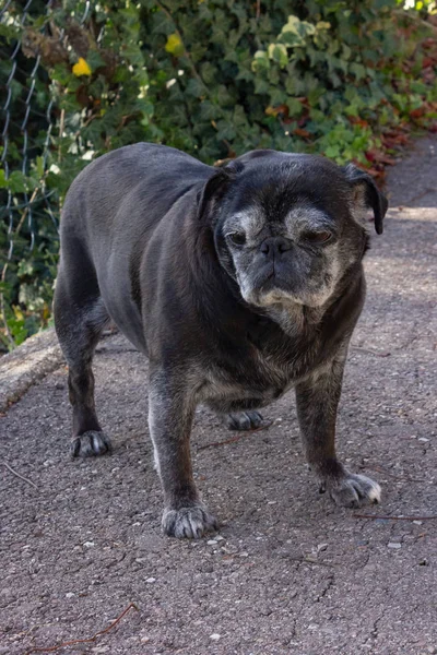 Pug Negro Llamado Adelheid Camina Por Ciudad Sur Alemania — Foto de Stock