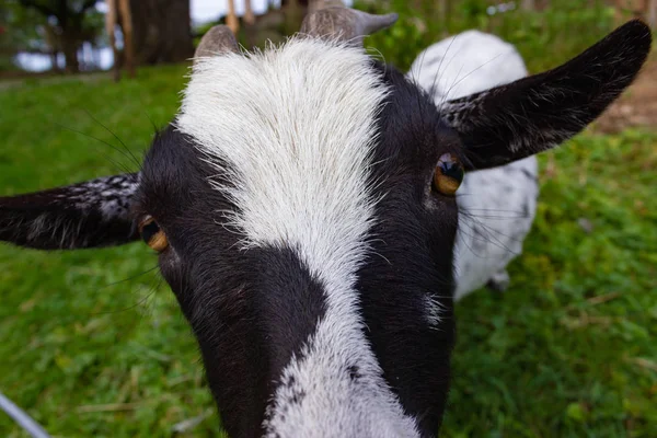 Allgau Keçi Padok Güney Almanya Bavyera Kırsal Kırsal — Stok fotoğraf