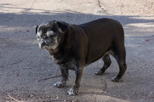 Carlin Noir Nommé Adelheid Promenades Ville Allemagne Sud — Photo