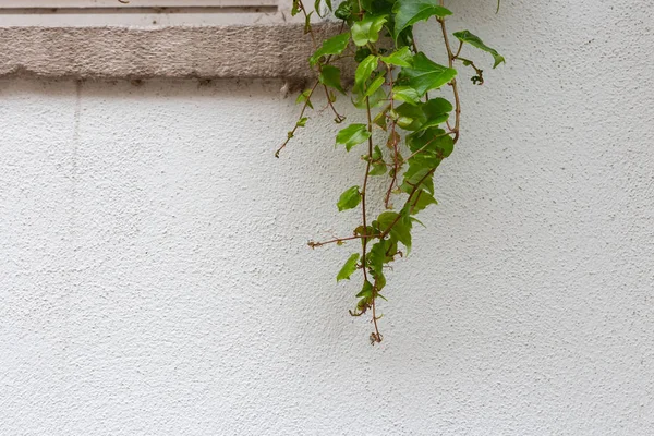 Green Ivy White Wall Historic Building South Germany — Stock Photo, Image