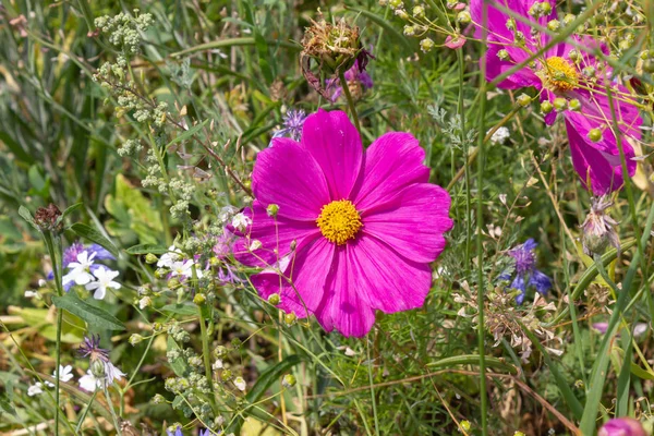 close look at multi colorful flowers in meadow at sunshine summer day in south germany countryside near schwaebisch gmuend city