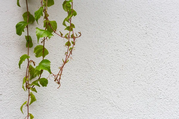 Hiedra Verde Pared Blanca Del Edificio Histórico Sur Alemania —  Fotos de Stock