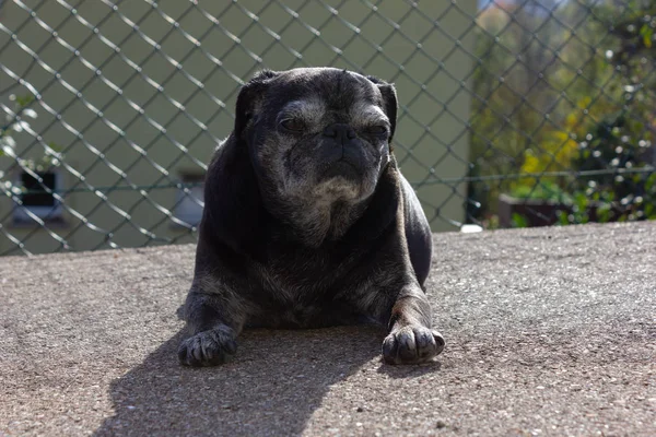 Pug Preto Chamado Adelheid Caminha Cidade Sul Alemanha — Fotografia de Stock