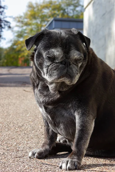 Pug Negro Llamado Adelheid Camina Por Ciudad Sur Alemania — Foto de Stock