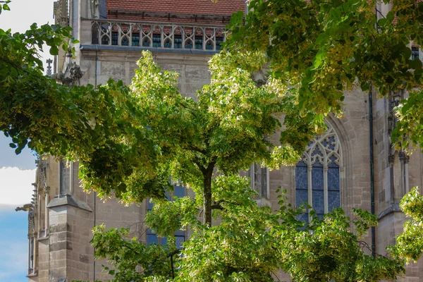 linden tree on church historical place in south germany city schwaebisch gmuend near metropole stuttgart