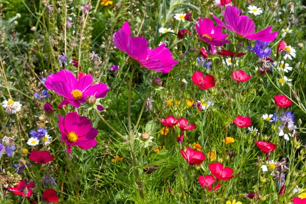 Close Look Multi Colorful Flowers Meadow Sunshine Summer Day South — Stock Photo, Image