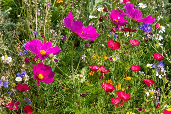 Olhar Perto Para Multi Flores Coloridas Prado Sol Dia Verão — Fotografia de Stock