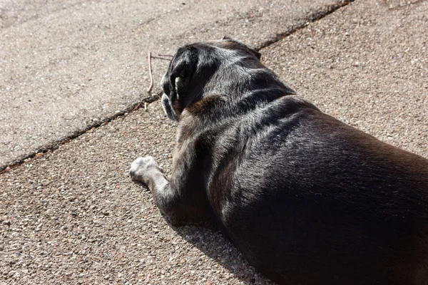 Pug Negro Llamado Adelheid Camina Por Ciudad Sur Alemania — Foto de Stock