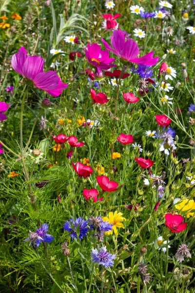 Mirar Cerca Las Flores Multicolores Prado Sol Día Verano Sur — Foto de Stock