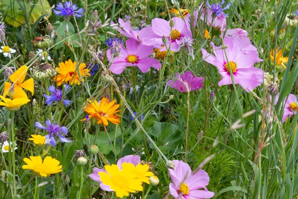 Dicht Kijken Multi Kleurrijke Bloemen Weide Zonnige Zomerdag Zuid Duitsland — Stockfoto