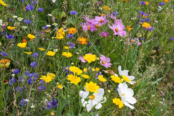 Bunte Blumen Auf Der Wiese Bei Sonnigem Sommertag Süddeutschland Nahe — Stockfoto