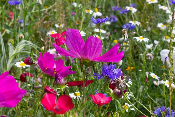 Olhar Perto Para Multi Flores Coloridas Prado Sol Dia Verão — Fotografia de Stock