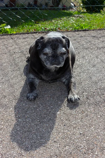 Pug Preto Chamado Adelheid Caminha Cidade Sul Alemanha — Fotografia de Stock