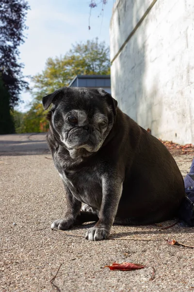 Pug Negro Llamado Adelheid Camina Por Ciudad Sur Alemania — Foto de Stock