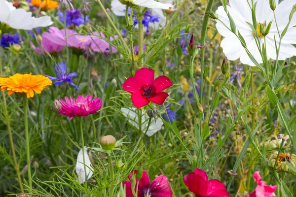 Bunte Blumen Auf Der Wiese Bei Sonnigem Sommertag Süddeutschland Nahe — Stockfoto