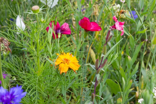 Dicht Kijken Multi Kleurrijke Bloemen Weide Zonnige Zomerdag Zuid Duitsland — Stockfoto