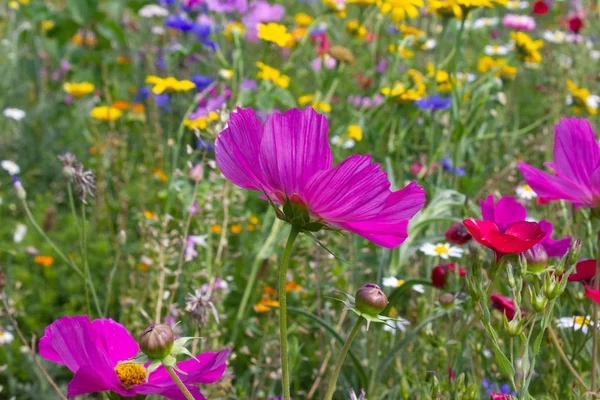 Bunte Blumen Auf Der Wiese Bei Sonnigem Sommertag Süddeutschland Nahe — Stockfoto