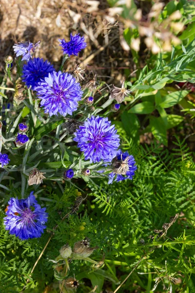 Nära Titta Multi Färgglada Blommor Ängen Vid Solsken Sommardag Södra — Stockfoto