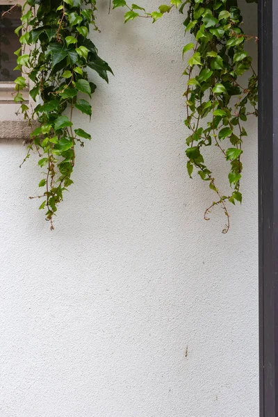 Hiedra Verde Pared Blanca Del Edificio Histórico Sur Alemania —  Fotos de Stock