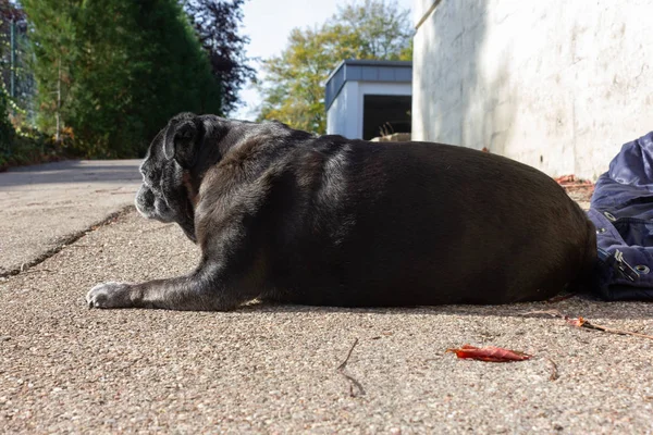 Pug Negro Llamado Adelheid Camina Por Ciudad Sur Alemania — Foto de Stock