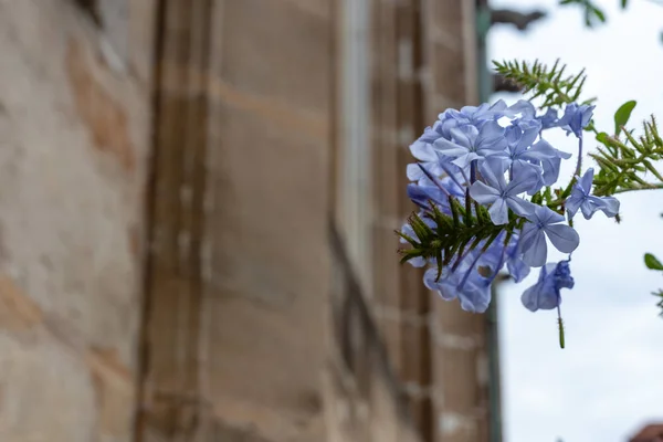 Lilac Green Colored Flowers Ancient Church Facade Historical Marketplace South — Stock Photo, Image