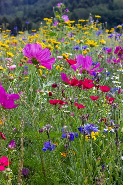 Bunte Blumen Auf Der Wiese Bei Sonnigem Sommertag Süddeutschland Nahe — Stockfoto