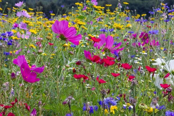 Zamknij Spójrz Multi Kolorowe Kwiaty Łące Dzień Słońce Lato Południowe — Zdjęcie stockowe