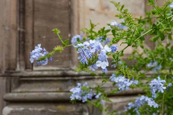 Lila Zelené Barevné Květy Starých Průčelí Kostela Historické Tržiště Jižní — Stock fotografie
