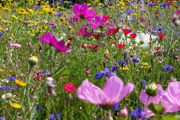 Dicht Kijken Multi Kleurrijke Bloemen Weide Zonnige Zomerdag Zuid Duitsland — Stockfoto