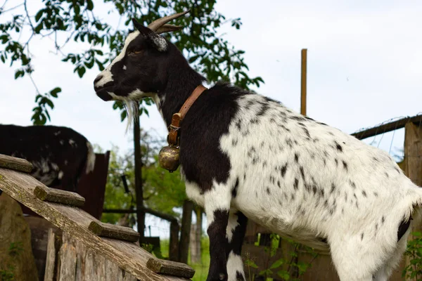 Allgau Keçi Padok Güney Almanya Bavyera Kırsal Kırsal — Stok fotoğraf