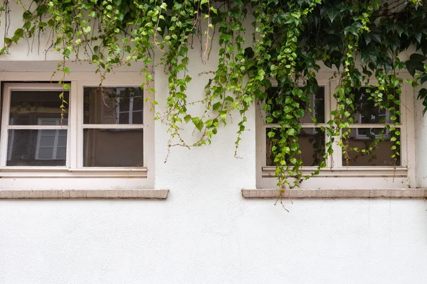 Hiedra Verde Pared Blanca Del Edificio Histórico Sur Alemania — Foto de Stock