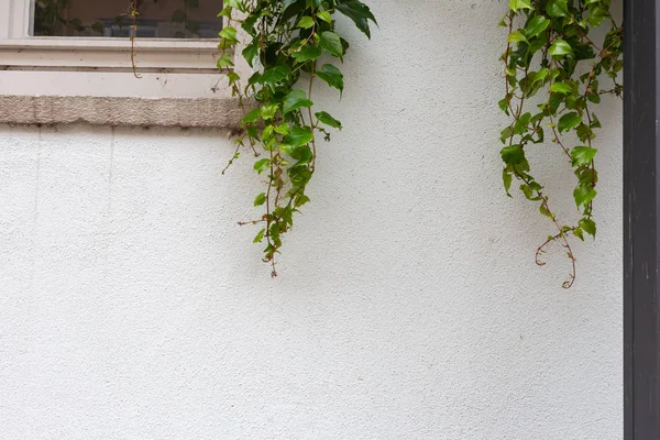 Hiedra Verde Pared Blanca Del Edificio Histórico Sur Alemania —  Fotos de Stock