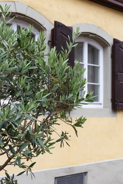 olive tree and branch leaf on house facade at historical city south germany