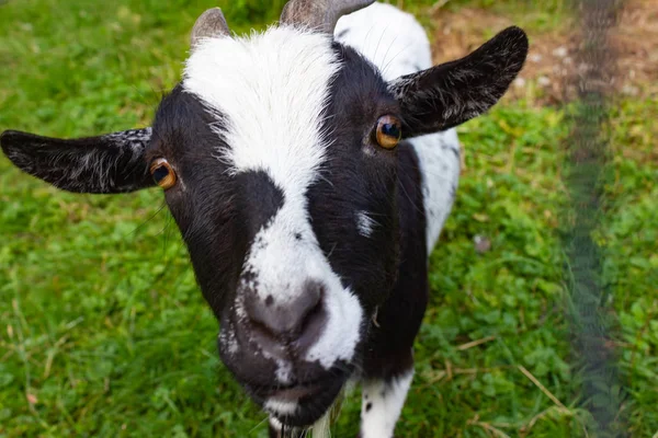 Allgau Keçi Padok Güney Almanya Bavyera Kırsal Kırsal — Stok fotoğraf