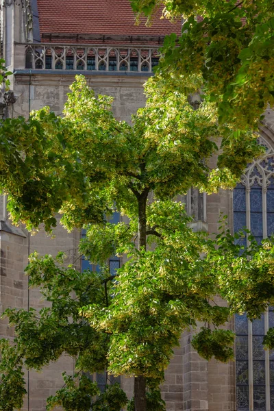 linden tree on church historical place in south germany city schwaebisch gmuend near metropole stuttgart