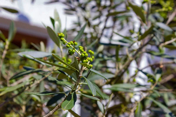 Olivenbaum Süddeutschen Gartenhaus Einem Sonnigen Sommertag — Stockfoto