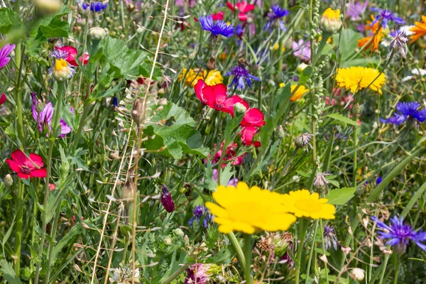 Dicht Kijken Multi Kleurrijke Bloemen Weide Zonnige Zomerdag Zuid Duitsland — Stockfoto