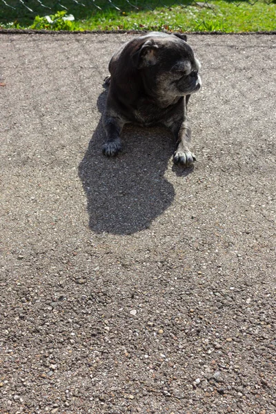 Pug Preto Chamado Adelheid Caminha Cidade Sul Alemanha — Fotografia de Stock