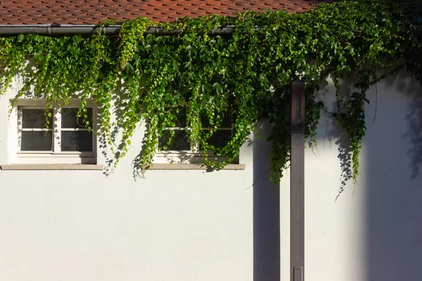 Hiedra Verde Una Brillante Muralla Histórica Ciudad Sur Alemania Schwaebisch — Foto de Stock