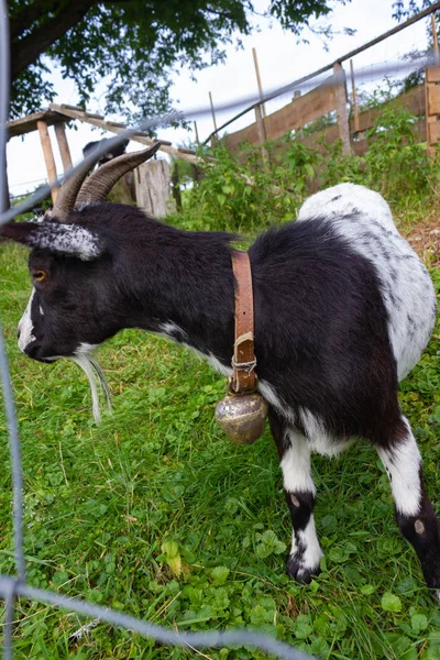 Allgau Keçi Padok Güney Almanya Bavyera Kırsal Kırsal — Stok fotoğraf