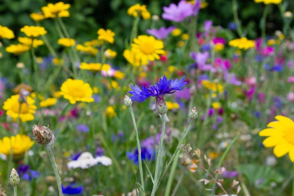 Bunte Blumen Auf Der Wiese Bei Sonnigem Sommertag Süddeutschland Nahe — Stockfoto