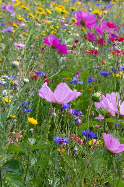 Dicht Kijken Multi Kleurrijke Bloemen Weide Zonnige Zomerdag Zuid Duitsland — Stockfoto