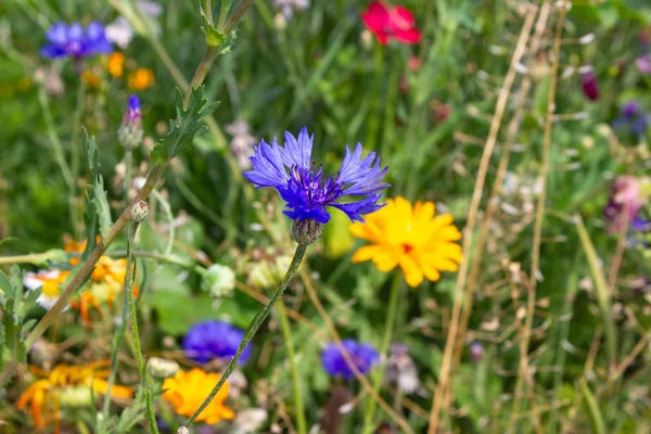 Dicht Kijken Multi Kleurrijke Bloemen Weide Zonnige Zomerdag Zuid Duitsland — Stockfoto