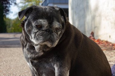 Adelheid yürüyüşler City Güney Almanya'da adlı siyah boksör
