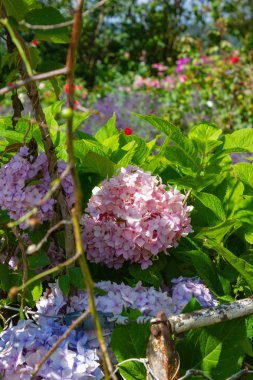 Güney Almanya allgau şehir wangen yakınındaki Bavyera tarzı kırsal kırsal yazlık bahçesinde çiçek açan çiçekler