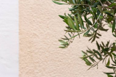 tarihi şehir, ev cephesinde zeytin ağaç ve dal yaprağı Güney Almanya