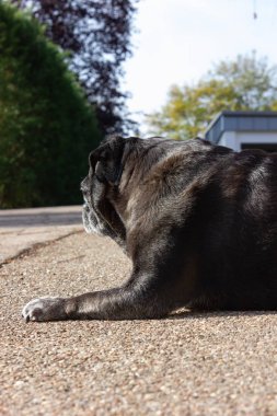 Adelheid yürüyüşler City Güney Almanya'da adlı siyah boksör