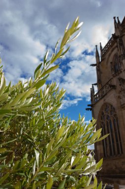 zeytin ağacı güneşli bahar akşam Güney Almanya'nın tarihi şehir içinde