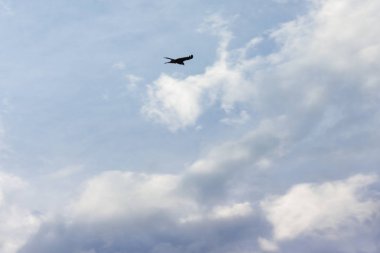 fırtına bulutları uçuş Güney Almanya'da bir yırtıcı kuş