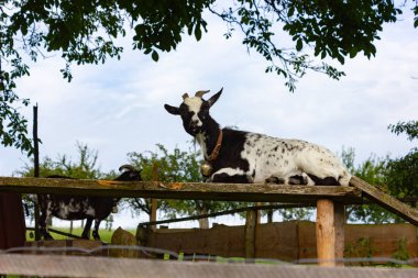 Allgau keçi padok Güney Almanya'da Bavyera kırsal kırsal